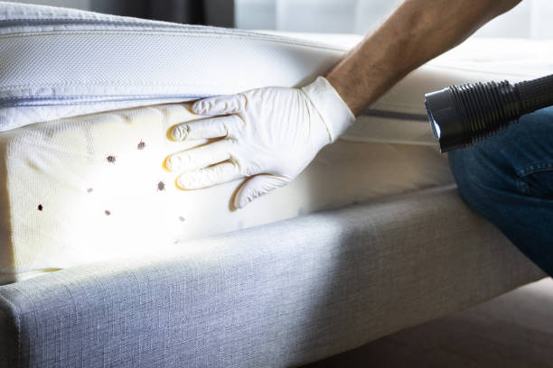 Trusted Millis Clicquot, MA Pest Control Experts