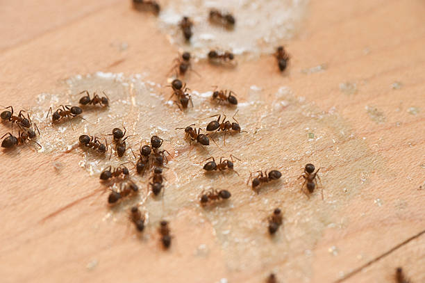 Best Flea Control Services  in Millis Clicquot, MA
