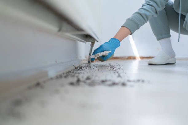 Best Wasp Removal Services  in Millis Clicquot, MA